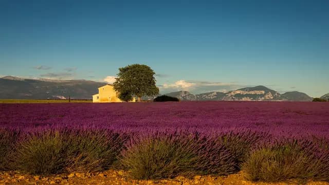 provence, france, lavender, europe, summer, purple, nature, alpes-de-haute-provence, landscape, provencal, house, valensole, rustic, provence, provence, provence, provence, provence, lavender, valensole (foto: NaturePhotoTours)